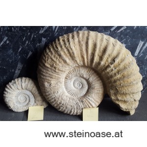 Ammonite versteinert 25cm 